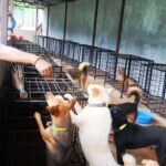 बागलुङमा सामुदायिक कुकुरलाई ‘होस्टेल’